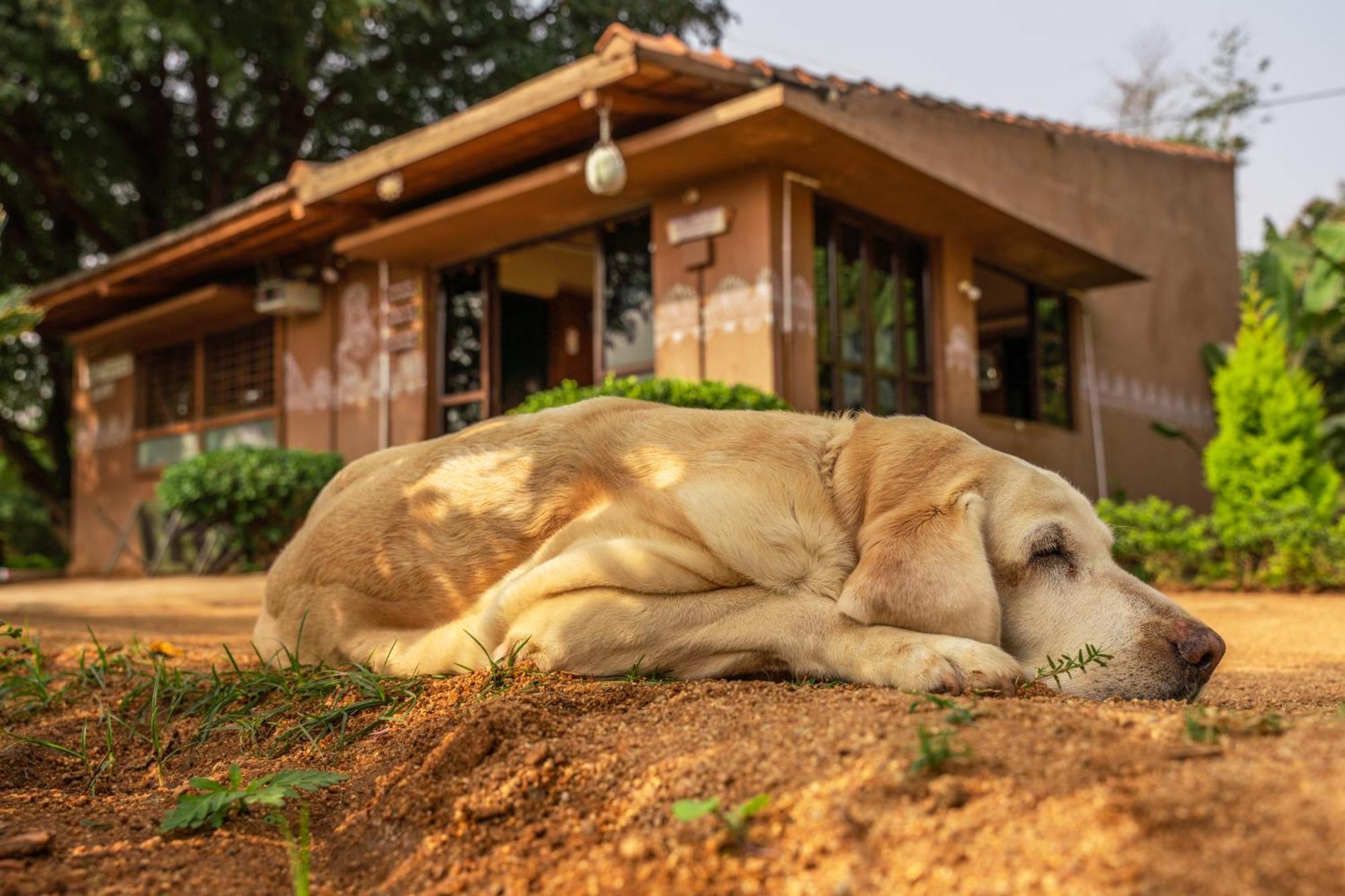 Leo Wooden Resorts Hampi Exterior foto